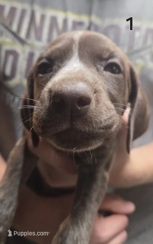 Vega female  – German Shorthaired Pointer puppy for sale in Forest Lake, MN