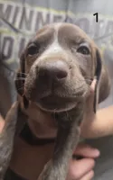 Vega female , a male German Shorthaired Pointer for sale in Forest Lake, MN – 1 of 1