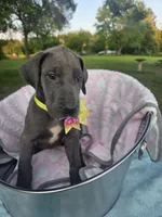Galaxy Brown Girl, a female Great Dane for sale in Forest Lake, MN – 3 of 5