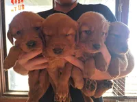 Scarlett female, a female Golden Retriever for sale in Forest Lake, MN – Photo 1 of 3