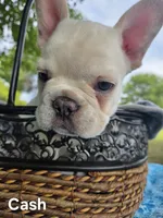 Cash, a male French Bulldog for sale in Forest Lake, MN – 2 of 6