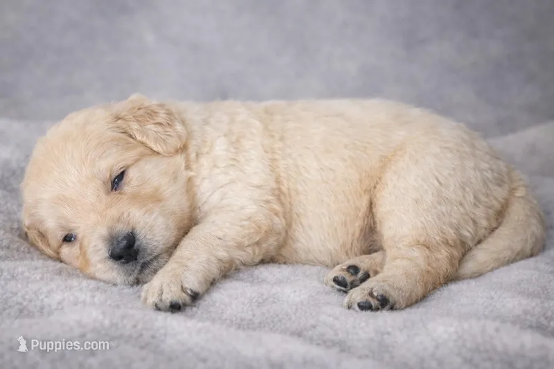 Nova Male, a male Golden Retriever for sale in Forest Lake, MN – Photo 1 of 1