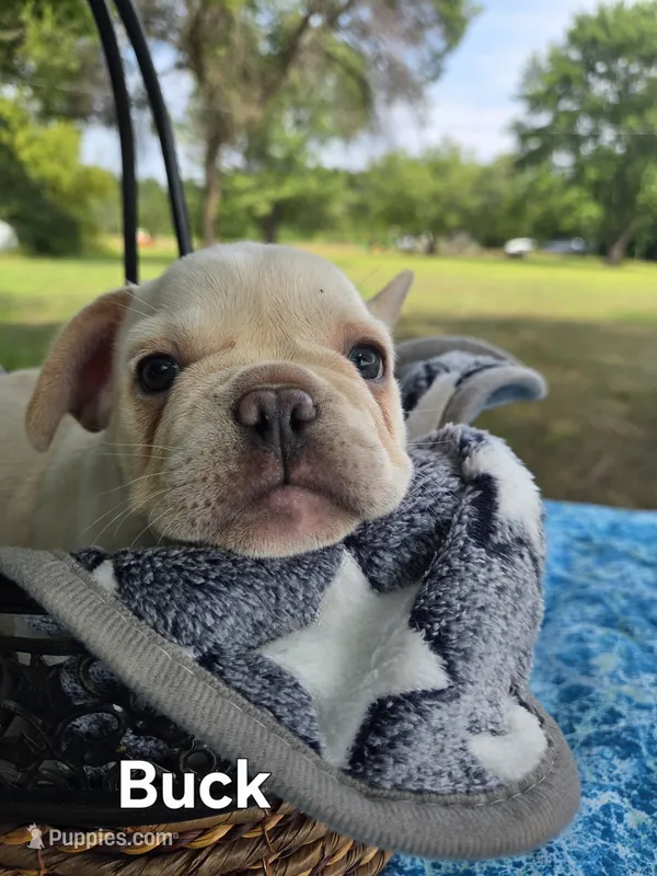 Buck – French Bulldog puppy for sale in Forest Lake, MN