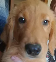 Oakley, a male Golden Retriever for sale in Forest Lake, MN – Photo 2 of 4