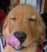 Oakley, a male Golden Retriever for sale in Forest Lake, MN – Photo 1 of 4