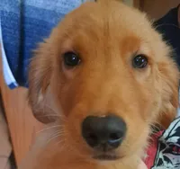 Oakley, a male Golden Retriever for sale in Forest Lake, MN – Photo 4 of 4