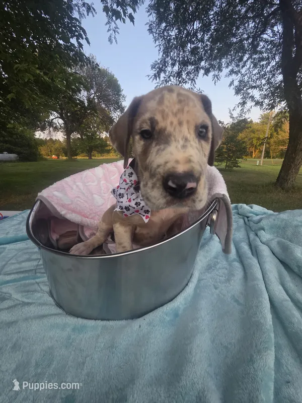 Galaxy Pink Girl – Great Dane puppy for sale in Forest Lake, MN