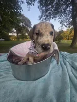 Galaxy Pink Girl, a female Great Dane for sale in Forest Lake, MN – 2 of 7