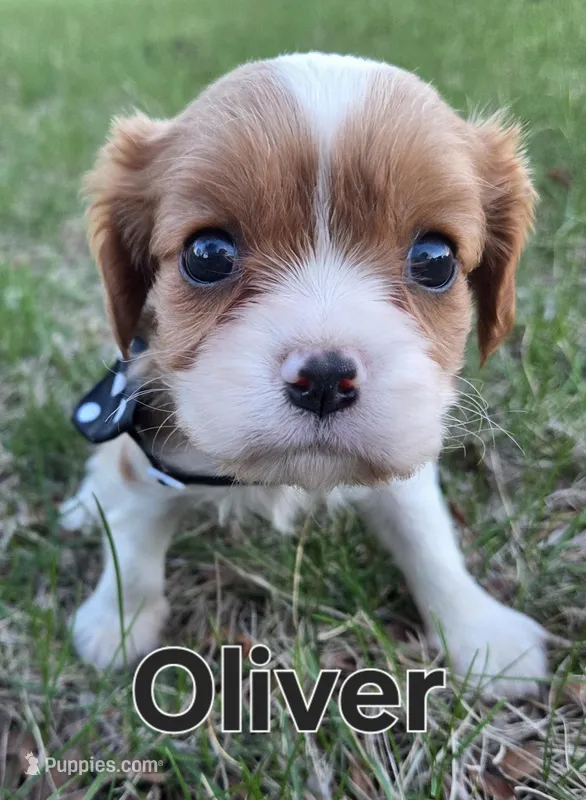 Ollie, a male Cavalier King Charles Spaniel for sale in Forest Lake, MN – Photo 1 of 1