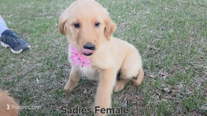 Sadies female  – Golden Retriever puppy for sale in Forest Lake, MN