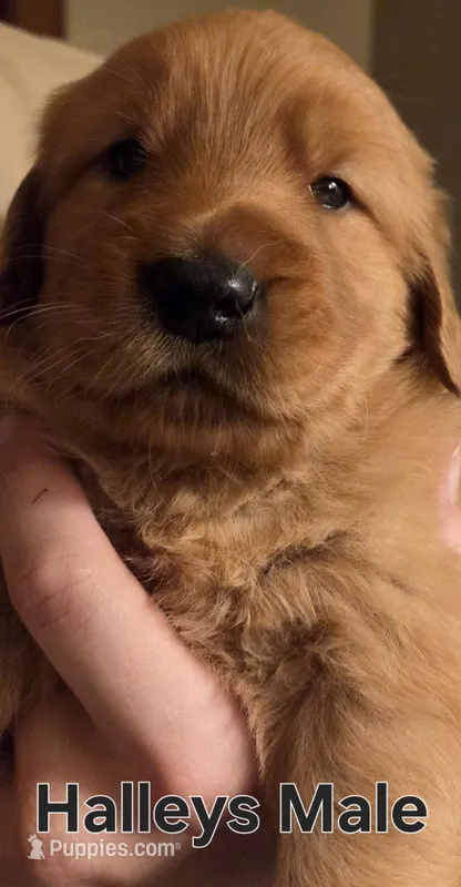 Halleys Male – Golden Retriever puppy for sale in Forest Lake, MN