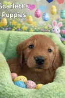 Luna male, a male Golden Retriever for sale in Forest Lake, MN – Photo 2 of 2