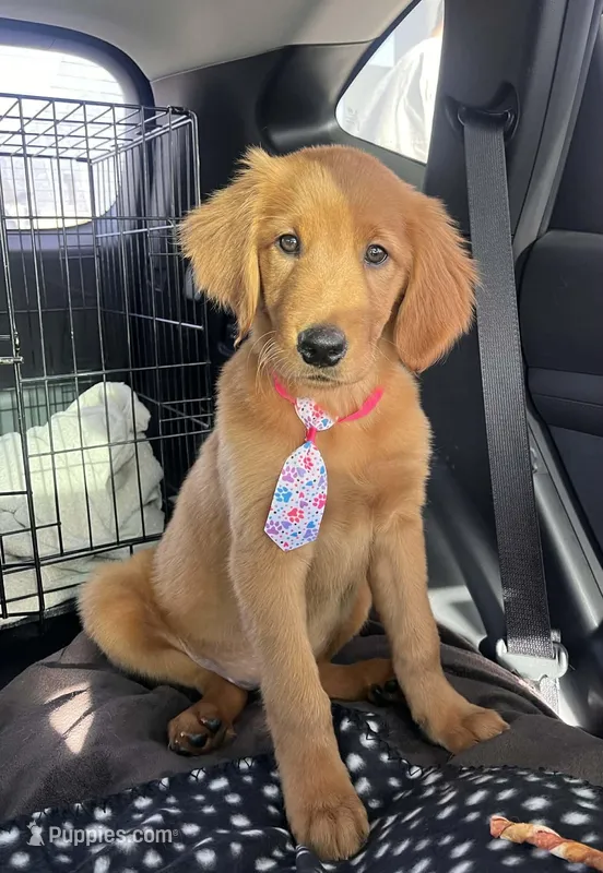 Luna male – Golden Retriever puppy for sale in Forest Lake, MN