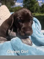 Lyra Green Girl, a female German Shorthaired Pointer for sale in Forest Lake, MN – 1 of 3