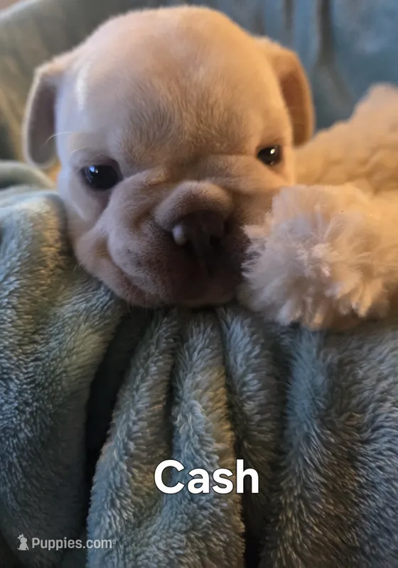 Cash – French Bulldog puppy for sale in Forest Lake, MN