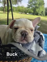 Buck, a male French Bulldog for sale in Forest Lake, MN – 4 of 4