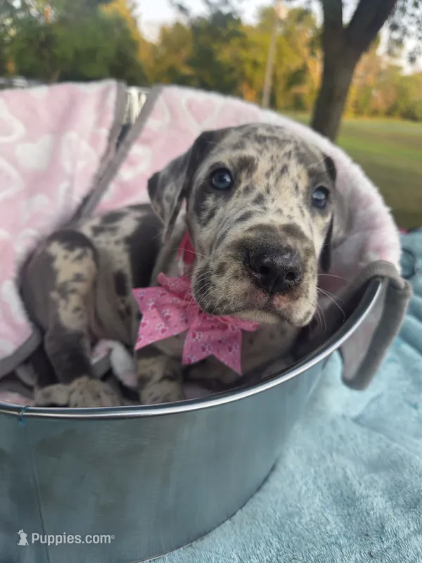Galaxy Purple Girl – Great Dane puppy for sale in Forest Lake, MN