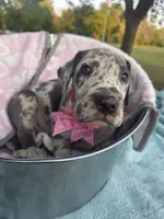 Galaxy Purple Girl, a female Great Dane for sale in Forest Lake, MN – 1 of 5