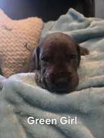  Galaxy Green Girl , a female Great Dane for sale in Forest Lake, MN – 1 of 3
