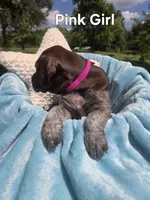 Lyra Pink Female , a female German Shorthaired Pointer for sale in Forest Lake, MN – 2 of 4