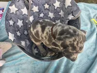 Galaxy Black Collar Boy, a male Great Dane for sale in Forest Lake, MN – 3 of 4