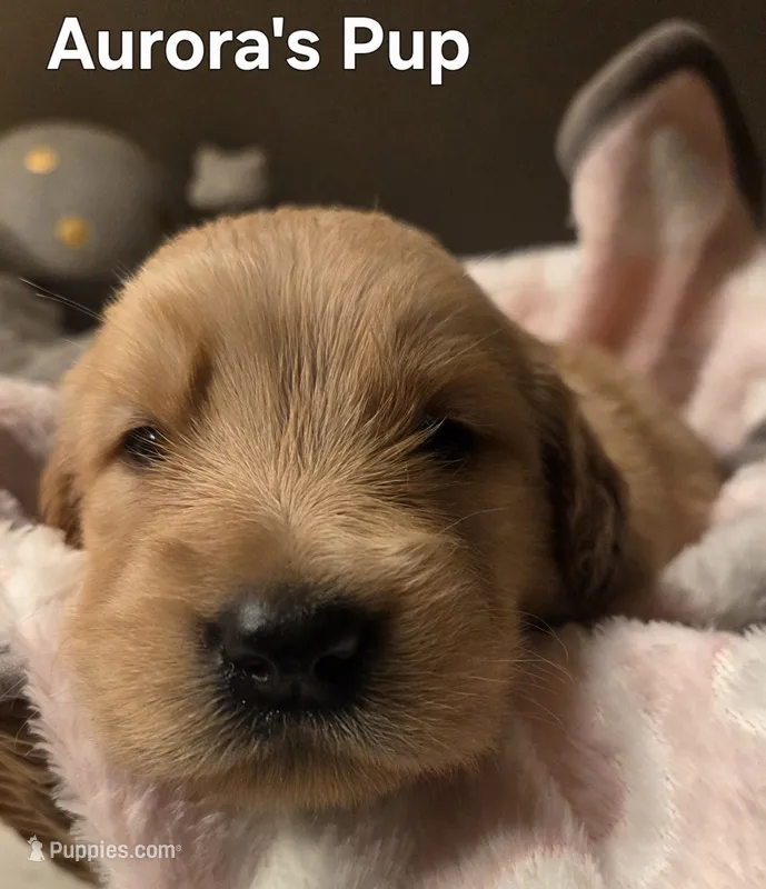 Aurora's 3rd pick female  – Golden Retriever puppy for sale in Forest Lake, MN