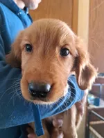 Scarlett female, a female Golden Retriever for sale in Forest Lake, MN – Photo 1 of 2