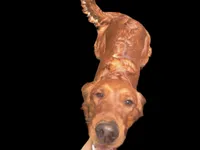 Scarlett female, a female Golden Retriever for sale in Forest Lake, MN – Photo 2 of 2