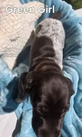 Lyra Green Girl, a female German Shorthaired Pointer for sale in Forest Lake, MN – 3 of 3