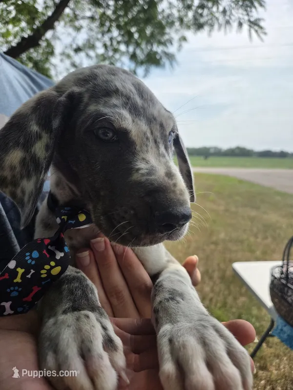 Galaxy Black Collar Boy – Great Dane puppy for sale in Forest Lake, MN