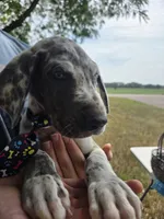 Galaxy Black Collar Boy, a male Great Dane for sale in Forest Lake, MN – 1 of 4