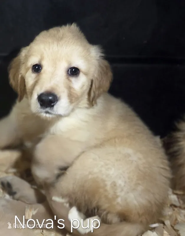 Nova 2nd pick female  – Golden Retriever puppy for sale in Forest Lake, MN