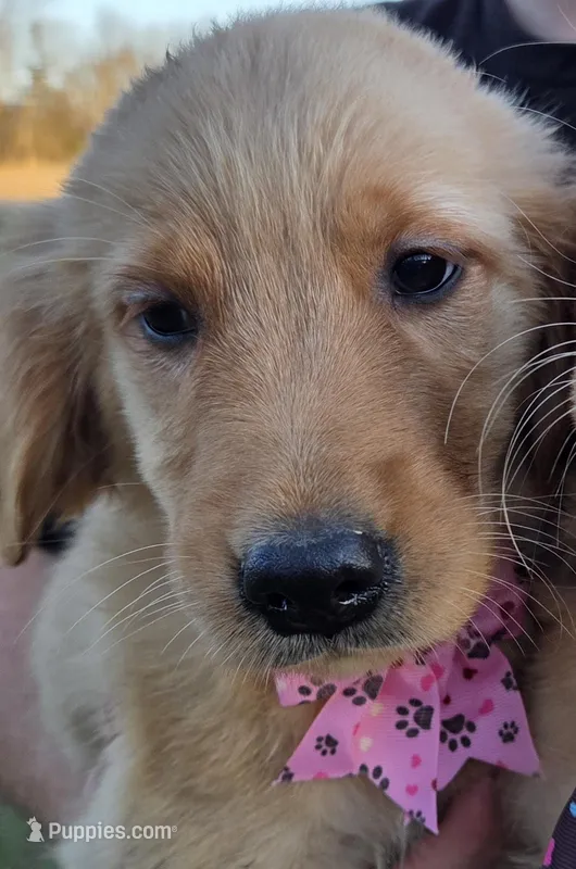 Sadies little girl, a female Golden Retriever for sale in Forest Lake, MN – Photo 1 of 1