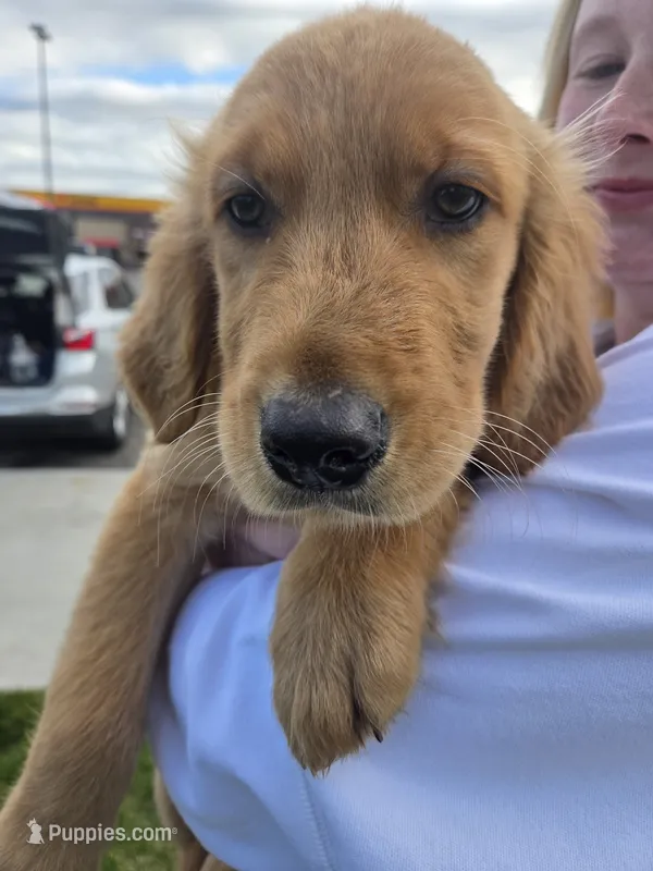Ella's Boy – Golden Retriever puppy for sale in Forest Lake, MN