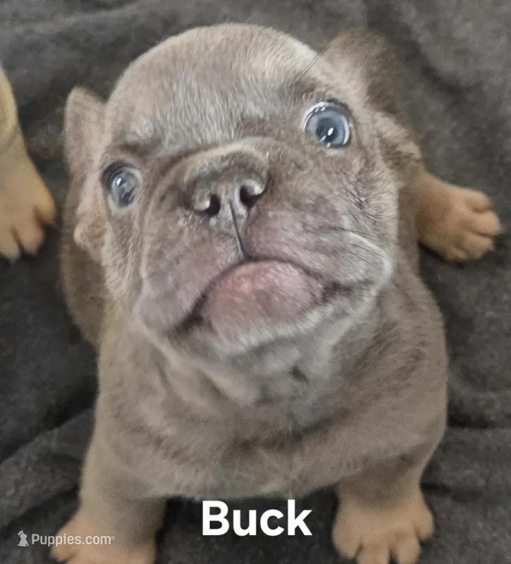 Buck