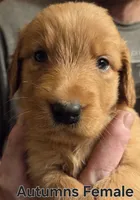 Autumns female , a male Golden Retriever for sale in Forest Lake, MN – 1 of 1