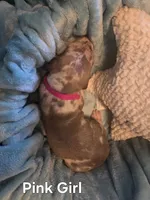 Galaxy Pink Girl, a female Great Dane for sale in Forest Lake, MN – 3 of 3