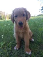 Dom, a male Golden Retriever for sale in Forest Lake, MN – Photo 2 of 2