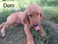 Dom, a male Golden Retriever for sale in Forest Lake, MN – Photo 1 of 2