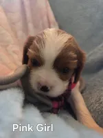 Clovers pink girl, a female Cavalier King Charles Spaniel for sale in Forest Lake, MN – 1 of 1