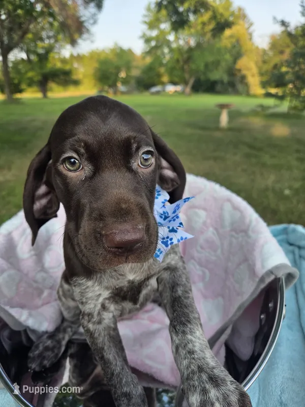 Lyra Light Blue Girl – German Shorthaired Pointer puppy for sale in Forest Lake, MN