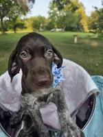 Lyra Light Blue Girl, a female German Shorthaired Pointer for sale in Forest Lake, MN – 1 of 3
