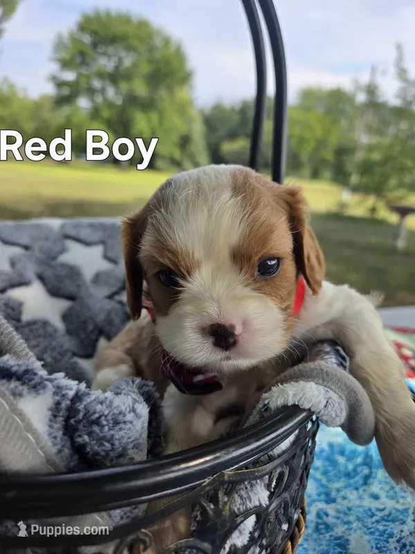 Clovers Red boy – Cavalier King Charles Spaniel puppy for sale in Forest Lake, MN