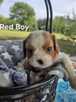 Clovers Red boy, a male Cavalier King Charles Spaniel for sale in Forest Lake, MN – 2 of 3