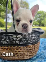 Cash, a male French Bulldog for sale in Forest Lake, MN – 3 of 6