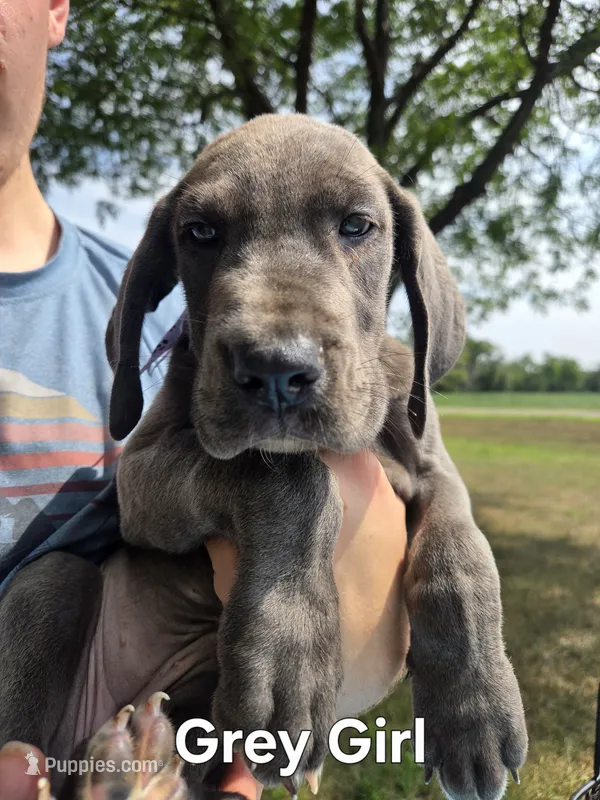Galaxy Brown Girl – Great Dane puppy for sale in Forest Lake, MN