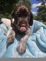 Lyra Green Girl, a female German Shorthaired Pointer for sale in Forest Lake, MN – 2 of 3