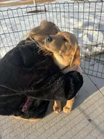 Goldador female, a female Goldador for sale in Forest Lake, MN – Photo 1 of 3