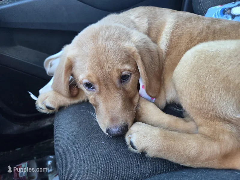 Goldador female – Goldador puppy for sale in Forest Lake, MN