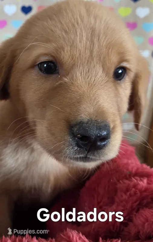 Goldador female